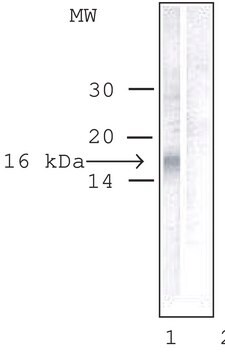 Anti-Survivin antibody produced in rabbit IgG fraction of antiserum, buffered aqueous solution