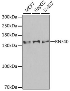 Anti-RNF40 antibody produced in rabbit