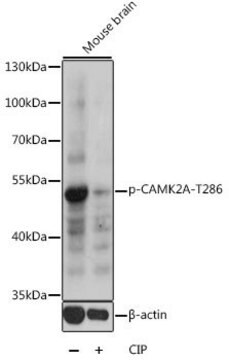 Anti-Phospho-Camk2a-T286 antibody produced in rabbit