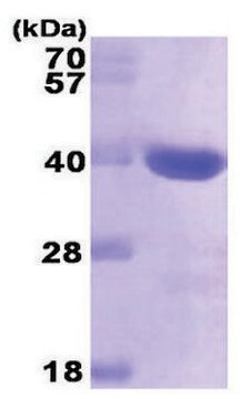 Galectin-4 human recombinant, expressed in E. coli, &#8805;95% (SDS-PAGE)