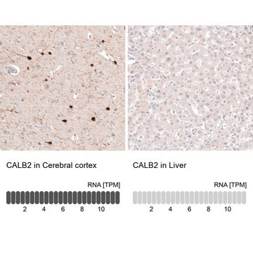 Anti-CALB2 antibody produced in mouse Prestige Antibodies&#174; Powered by Atlas Antibodies, clone CL12838, purified by using Protein A, buffered aqueous glycerol solution