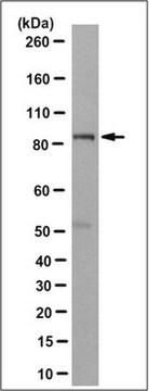 Anti-Rsk1 Antibody, clone 3G5.1 clone 3G5.1, from mouse