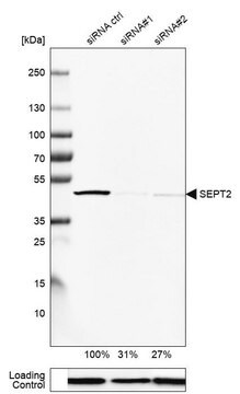 抗SEPT2抗体 ウサギ宿主抗体 Prestige Antibodies&#174; Powered by Atlas Antibodies, affinity isolated antibody, buffered aqueous glycerol solution