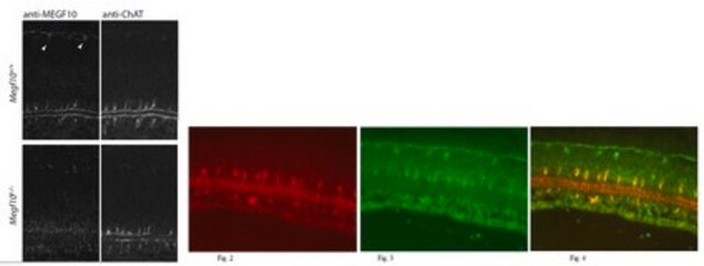 Anti-Megf10-Antikörper from rabbit, purified by affinity chromatography