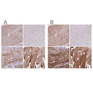 Anti-SYNM antibody produced in rabbit Prestige Antibodies&#174; Powered by Atlas Antibodies, affinity isolated antibody, buffered aqueous glycerol solution