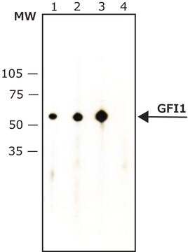 Anti-Growth Factor Independence-1 antibody, Mouse monoclonal clone 2.5D.17, purified from hybridoma cell culture