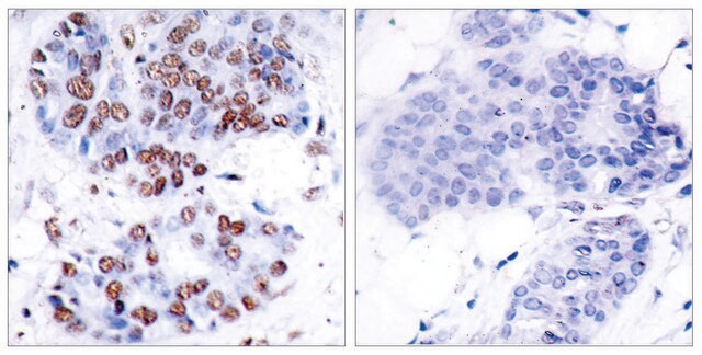 抗-NF-&#954;B p65 兔抗 affinity isolated antibody