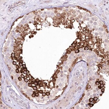 抗CSDA抗体 ウサギ宿主抗体 Prestige Antibodies&#174; Powered by Atlas Antibodies, affinity isolated antibody, buffered aqueous glycerol solution