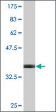 Monoclonal Anti-DAB2, (C-terminal) antibody produced in mouse clone 1C8, purified immunoglobulin, buffered aqueous solution