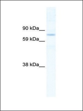 Anti-SIN3B antibody produced in rabbit IgG fraction of antiserum