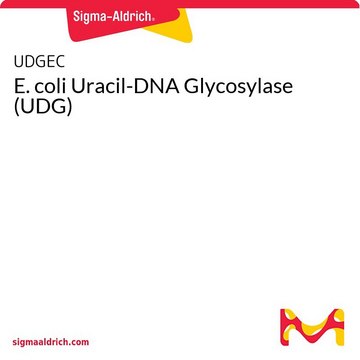 E. coli Uracil-DNA Glycosylase (UDG)