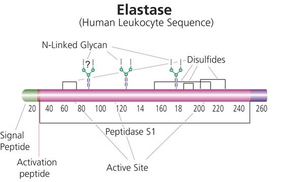 Élastase from human leukocytes lyophilized powder, &#8805;50&#160;units/mg protein (Bradford)