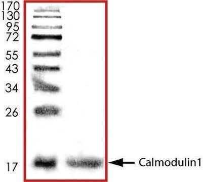 Calmodulin1、Hisタグ融合 ヒト recombinant, expressed in E. coli, &#8805;70% (SDS-PAGE), buffered aqueous glycerol solution