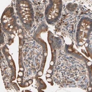 Anti-STX18 antibody produced in rabbit Prestige Antibodies&#174; Powered by Atlas Antibodies, affinity isolated antibody, buffered aqueous glycerol solution