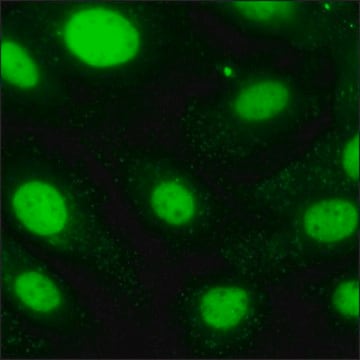 GFP-STAT3 SKOV3細胞