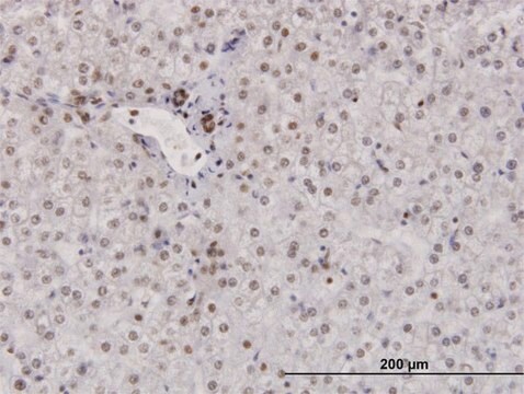 Anti-RPA2 antibody produced in mouse purified immunoglobulin, buffered aqueous solution