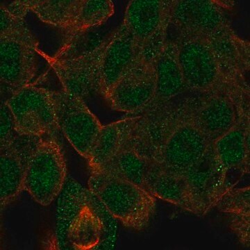 Anti-Hdac10 Antibody Produced In Rabbit Prestige Antibodies&#174; Powered by Atlas Antibodies, affinity isolated antibody, buffered aqueous glycerol solution