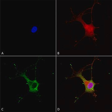 Monoclonal Anti-Versican - Fitc antibody produced in mouse clone S351-23, purified immunoglobulin