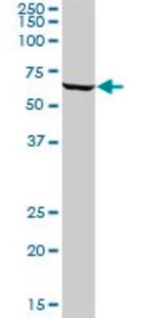 Anti-ATIC antibody produced in mouse purified immunoglobulin, buffered aqueous solution