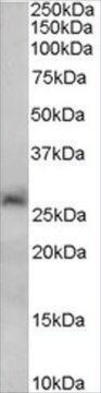 Anti-SIRT3 antibody produced in goat affinity isolated antibody, buffered aqueous solution