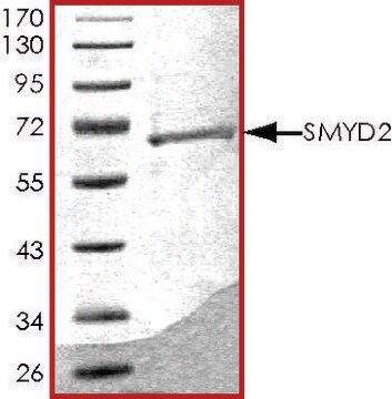 SMYD2, GST tagged human recombinant, expressed in baculovirus infected Sf9 cells, &#8805;70% (SDS-PAGE), buffered aqueous glycerol solution