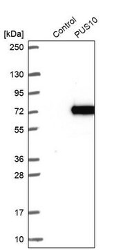 Anti-PUS10 antibody produced in rabbit Prestige Antibodies&#174; Powered by Atlas Antibodies, affinity isolated antibody, buffered aqueous glycerol solution