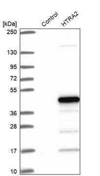 Anti-HTRA2 antibody produced in rabbit Prestige Antibodies&#174; Powered by Atlas Antibodies, affinity isolated antibody, buffered aqueous glycerol solution