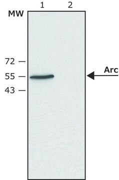 Anti-Arc (N-terminal) antibody produced in rabbit ~1.0&#160;mg/mL, affinity isolated antibody