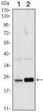 Monoclonal Anti-RAB10 antibody produced in mouse clone 4E2, ascites fluid