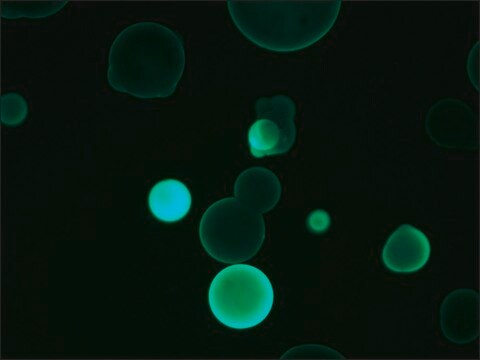 Monoklonaler Anti-Human-IgG2&#8722;FITC-Antikörper der Maus in Maus hergestellte Antikörper clone HP-6014, purified from hybridoma cell culture