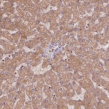 Anti-SEC14L2 antibody produced in rabbit Prestige Antibodies&#174; Powered by Atlas Antibodies, affinity isolated antibody, buffered aqueous glycerol solution