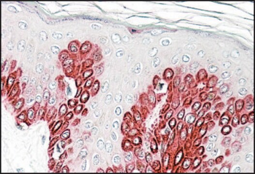 Anti-SIRT1 antibody produced in goat affinity isolated antibody, buffered aqueous solution