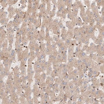 Anti-COLEC11 antibody produced in rabbit Prestige Antibodies&#174; Powered by Atlas Antibodies, affinity isolated antibody, buffered aqueous glycerol solution