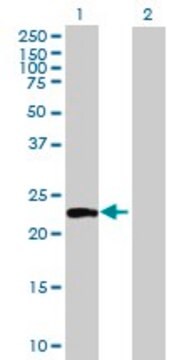 Anti-ATG12 antibody produced in mouse purified immunoglobulin, buffered aqueous solution