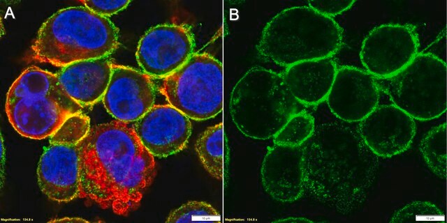 Anti-APN/CD13 Antibody, clone BR2 ZooMAb&#174; Mouse Monoclonal recombinant, expressed in HEK 293 cells