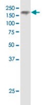 Monoclonal Anti-NPC1 antibody produced in mouse clone 4H2, purified immunoglobulin, buffered aqueous solution