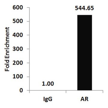 Set ChIPAb+ per il recettore androgenico - Anticorpi convalidati per ChIP e set di primer from rabbit, purified by affinity chromatography