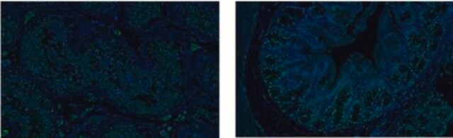 Anty-SOX17 from rabbit, purified by affinity chromatography