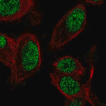 Anti-ZNF672 antibody produced in rabbit Prestige Antibodies&#174; Powered by Atlas Antibodies, affinity isolated antibody