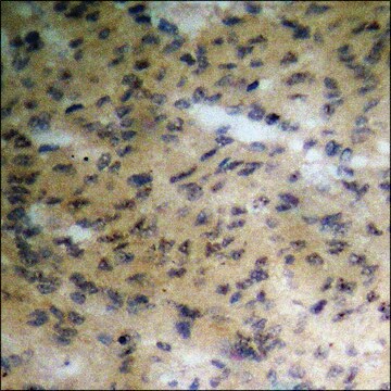 Anti-phospho-p90 RSK (pThr573) antibody produced in rabbit affinity isolated antibody