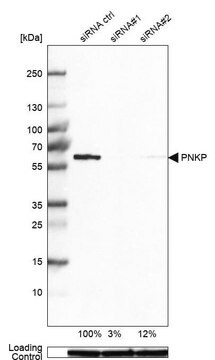 Anti-PNKP antibody produced in rabbit Prestige Antibodies&#174; Powered by Atlas Antibodies, affinity isolated antibody, buffered aqueous glycerol solution