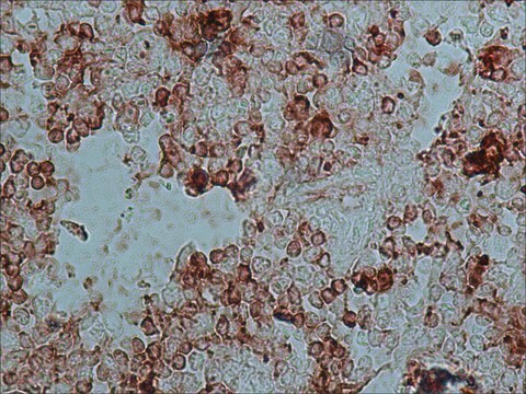 Anti-IgG de coelho (molécula inteira)–peroxidase IgG fraction of antiserum, buffered aqueous solution