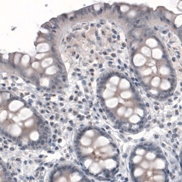 Monoclonal Anti-CEP350 antibody produced in mouse Prestige Antibodies&#174; Powered by Atlas Antibodies, clone CL3423, purified immunoglobulin