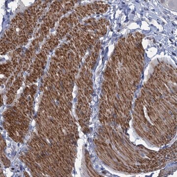 Anti-ESYT3 antibody produced in rabbit Prestige Antibodies&#174; Powered by Atlas Antibodies, affinity isolated antibody, buffered aqueous glycerol solution