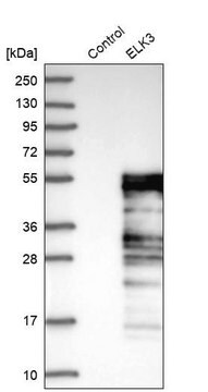 Anti-ELK3 antibody produced in rabbit Prestige Antibodies&#174; Powered by Atlas Antibodies, affinity isolated antibody, buffered aqueous glycerol solution