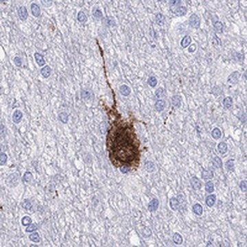 Anti-CALHM1 antibody produced in rabbit Prestige Antibodies&#174; Powered by Atlas Antibodies, affinity isolated antibody, buffered aqueous glycerol solution