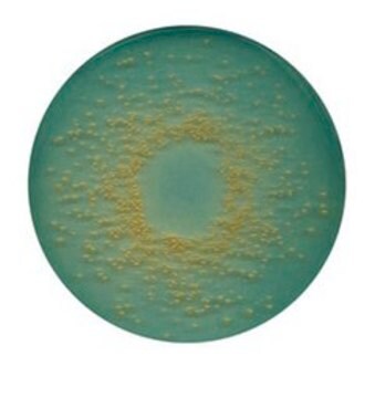 CLED-Agar suitable for microbiology, NutriSelect&#174; Plus