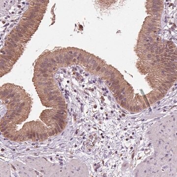 Anti-RNPEP antibody produced in rabbit Prestige Antibodies&#174; Powered by Atlas Antibodies, affinity isolated antibody