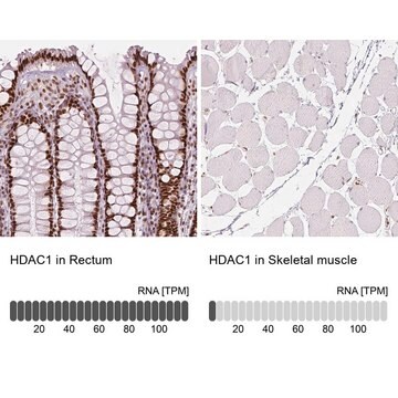 モノクローナル抗HDAC1抗体 マウス宿主抗体 Prestige Antibodies&#174; Powered by Atlas Antibodies, clone CL0510, purified immunoglobulin, buffered aqueous glycerol solution