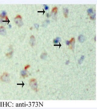 Anti-APP Antibody, AEP-cleaved (373N) serum, from rabbit